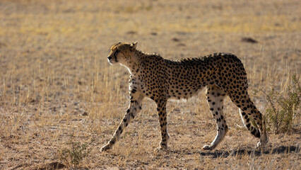 Fototapeta na wymiar a portrait of a female cheetah in the wild