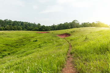 Beautiful meadow field against blue sky with sunlight.