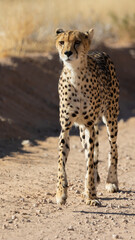 a portrait of a female cheetah in the wild