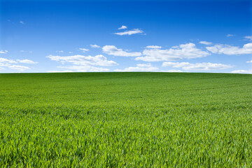 Fototapeta premium Horizon, clouds and blue sky with landscape of field for farm mockup space, environment and ecology. Plant, grass and nature with countryside meadow for spring, agriculture and sustainability