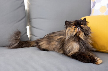 Old brown tabby persian cat in home living room resting on the sofa