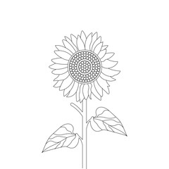Sunflower Line Art on a White Background Vector Illustration