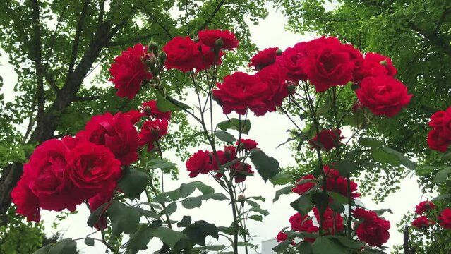 Rose flower is blossoming on May