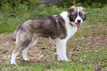 shepherd puppy dog close up portrait on green grass background