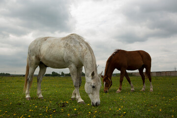 Obraz na płótnie Canvas gray and brown hoarse graze on green summer meadow full body photo