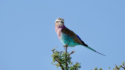 Gabelracke, bunter kleiner Vogel in Namibia