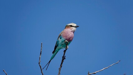 Gabelracke, bunter kleiner Vogel in Namibia