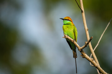 Green Bee-Eater, Little Green bee-eater, Merops Orientalis
