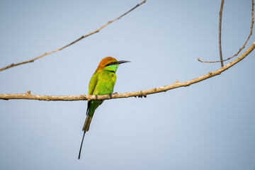 Green Bee-Eater, Little Green bee-eater, Merops Orientalis