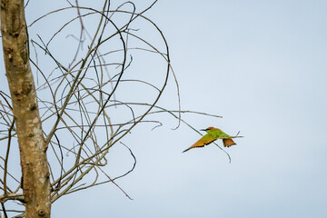 Green Bee-Eater, Little Green bee-eater, Merops Orientalis