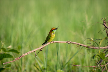 Green Bee-Eater, Little Green bee-eater, Merops Orientalis