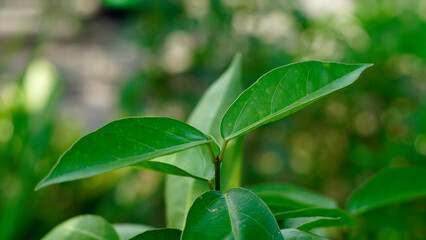 Fototapeta na wymiar Premna oblongifolia leaves