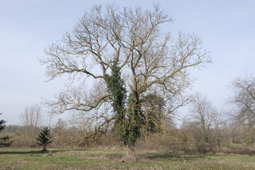 Trees in nature during winter.