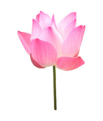 Closeup of a Gorgeous Blossoming Sacred Lotus Isolated on Transparent Backdrop, PNG File