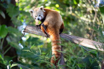 red panda in tree