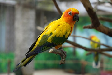 parrot on the branch