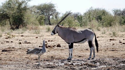 Oryx Antilope in Namibischer Steppe