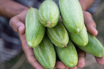 Farmer Hand-holding some raw green pointed gourd. selective Focus