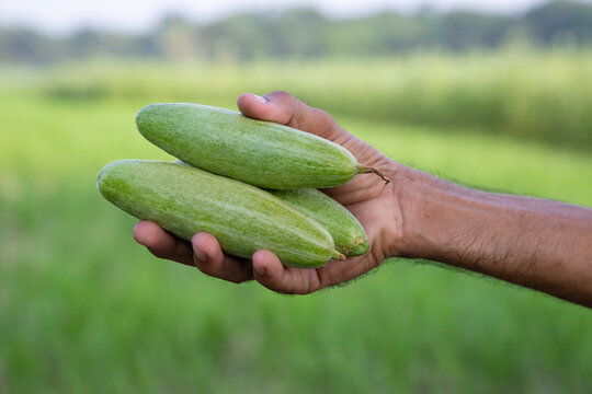 Hand-holding raw green pointed gourd with a Shallow depth of field. selective Focus