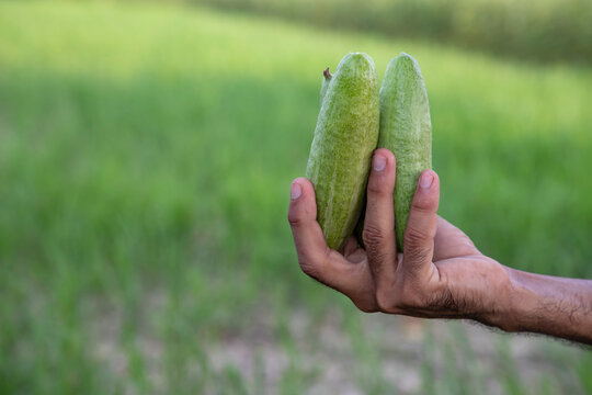 Hand-holding raw green pointed gourd with a Shallow depth of field. selective Focus