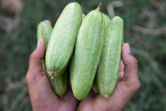Farmer Hand-holding some raw green pointed gourd. selective Focus