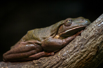 frog on a log