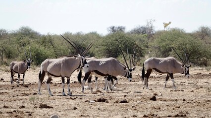 Naklejka na ściany i meble Oryx Antilope in Namibischer Steppe