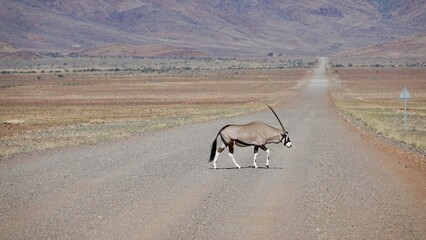 Oryx Antilope in Namibischer Steppe