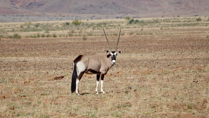 Oryx Antilope in Namibischer Steppe