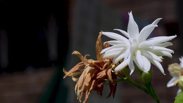Arabian jasmine or Sambac jasmine Scientific name Jasminum sambac flowers in the garden