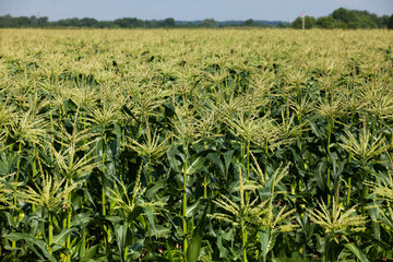 Corn field in summer day