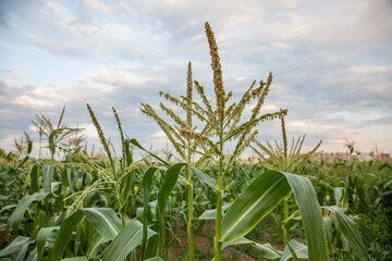 Corn field in summer day against blue sky