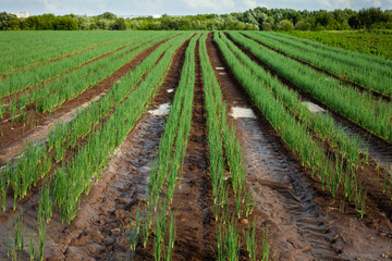 Fototapeta na wymiar Growing of geen onion. Low depth of field.