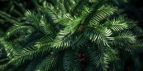 Close up of evergreen conifer fir, spruce, pine. Macro Shoot coniferous branch. Nature forest background, wallpaper. Generative ai