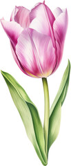 Fototapeta premium tulip watercolor isolated