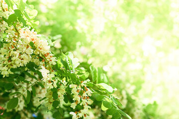 Delicate white flowering branch of acacia on a sunny green light background