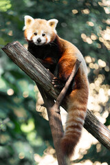 red panda in the tree