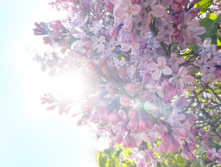 flowering branch of lilac, the shining sun behind