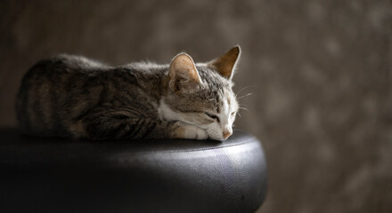 image of a domestic animal on a chair- sleeping cat in african home