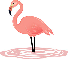 pink flamingo in pink water