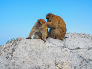 pair of monkeys