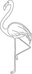 Flamingo bird vector graphic