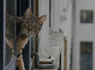 Gatita asomada a la ventana