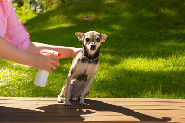 Tick safety for dogs, Pet healthcare, woman spraying dog with insect spray