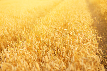 Wheat field, grain ears, cereal harvest, summer landscape, countryside background