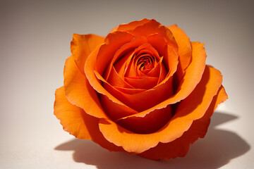 orange, rose, flower, nature, love, roses, flowers, plant, beauty, valentine