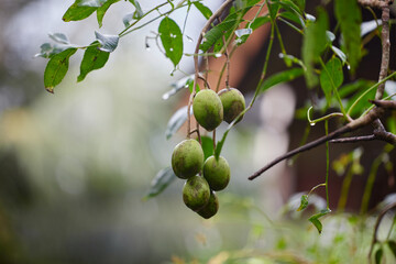 Fototapeta premium Fresh Elaeocarpus hygrophilus Kurz hanging on tree branch 