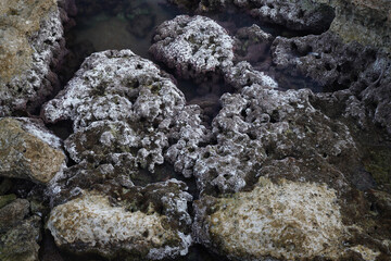 sea stones covered with moss