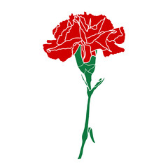 Carnation