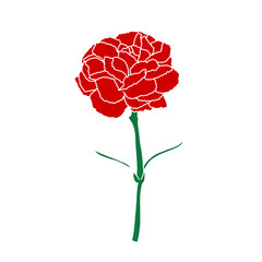 Carnation